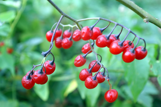 Solanum dulcamara / Morella rampicante